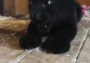 Beautiful baby black panther