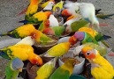 Beautiful birds - Murree News Official