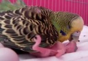 Beautiful Budgerigar hatching