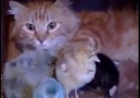 Beautiful Cat Adopts Chicks