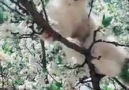 Beautiful cat in flowers tree - Beautiful photo and video