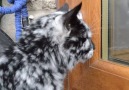 beautiful cat with unique fur color!!!Instagram ScrappyRead more about scrappy