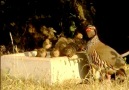 Beautiful Chukar partridge