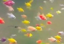 Beautiful Colors fish