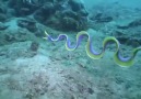 Beautiful eel