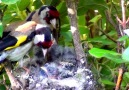 Beautiful European Goldfinch Family