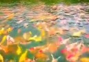 .Beautiful Garden of KyotoJapan . - Beautiful photo and video