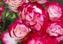 Beautiful Gifs. - Cherry Parfait Roses Facebook