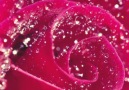 Beautiful Gifs. - Raindrops On Roses Facebook