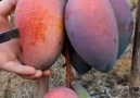 BEAUTIFUL INDIAN MANGO