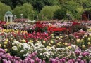 Beautiful KEISEI Rose Garden