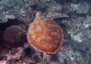 BEAUTIFUL ORANGE TURTLE. - Harikant Dhinoja