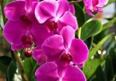 Beautiful Orchids - Beautiful Flowers and Roses