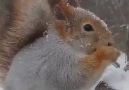 Beautiful photo and video - A squirrel in winter Facebook