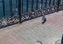 Beautiful Pigeon I Love Dubai Dosti