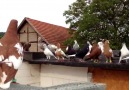 Beautiful Pigeons