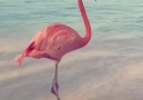 Beautiful Pink Flamingo