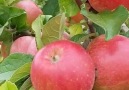 Beautiful planting Apples