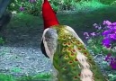 beautiful red peacockThank you supporting like page