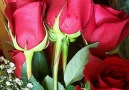 Beautiful Roses