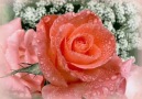 Beautiful Roses for you