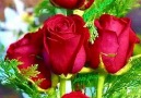 Beautiful Roses &lt3