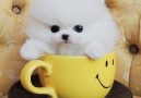 Beautiful Teacup Puppies - Micro teacup Pomeranian puppies for sale Facebook