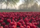 Beautiful Tulip Fields in Netherlands