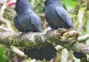 Beauty of Birds - So nice Lovely bird