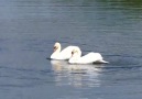 beauty of nature dancing swans