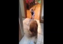 Bebeğe Zıplamayı Öğreten Köpek :)