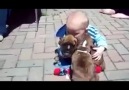 Bebeği Annesi Sanan Sevimli Köpekler