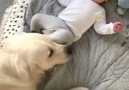 Bebeği gıdıklayan köpek )