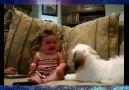 Bebeği Güldüren Sevimli Köpek Videosu