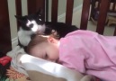 Bebeğin Başını Temizleyen Kedi..