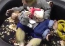 Bebeğini besleyen maymun