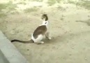 Bebek maymun ile Kedinin oyunuInstagramdan takip