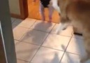Bebek mi köpekten yoksa köpek mi bebekten zıplamayı öğreniyor