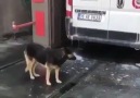 Bedava duş ve masajı keşfeden akıllı köpekçik