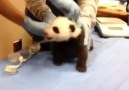 Beden Ölçüsü Öğrenilmesin Diye Çığlığı Basan Yavru Panda..