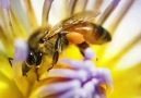 Beekeeping international - So beautiful Facebook