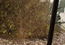 Behzat Mut - Yeni Erenköyde durum bu