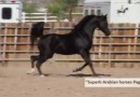 Beijon Black Arabian Stallion.Credits to Superb Arabian horses