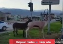 Belediyenin ne suçu var kardeşim Facebook takip edin Instagram takip edin