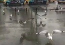 Beleş mezar bulsa girer bu ahakajshsTakip edin instagram.comissiziz.biz