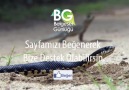 Belgesel Günlüğü - Domuz Burunlu Yılan ve Çaresiz İguana Facebook