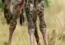 Belgesel Günlüğü - Zürafanın Doğum Anı Facebook