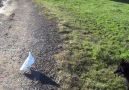 Belgian Sheperd playing with her pigeon friend.Video by &Soul