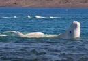 Beluga