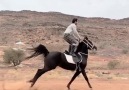 Bende yaparım diyen var mı - Satılık Arap Atları